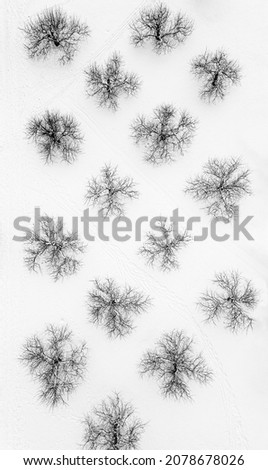 A top view of trees in snow