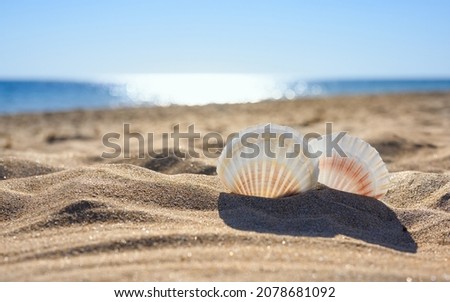 Two large white seashells on the beach on a sunny day. Selective focus on the near seashell, the background is blurred. Royalty-Free Stock Photo #2078681092