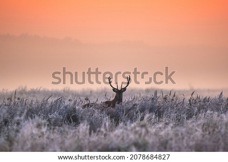 Beautiful sunrise on field with red deer. Winter foggy frosty morning with deer.  Winter sunny landscape with sunlight. Royalty-Free Stock Photo #2078684827