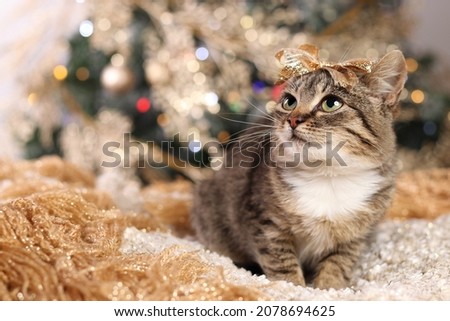 Cute kitten with a golden bow on his head on the background of the Christmas tree. Little gray cat on a gold background. Holiday. Winter. New Year. Portrait of a cat. Kitten under the Christmas tree