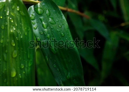 Bamboo leaves with adhering dew provide a strong natural freshness