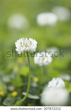 An Image of Clover