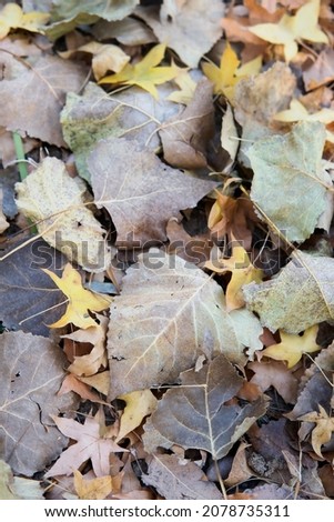 Background of autumn dead leaves all over the ground