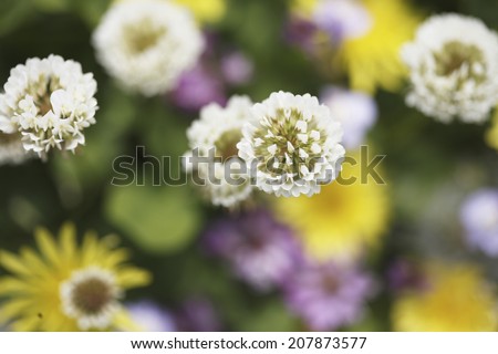 Flower On A Plain