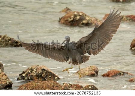 pacific reef heron is opening its wings and jumping from one rock to another.
