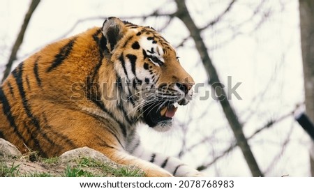 photo of a tiger lord of the jungle, a famous hunting animal