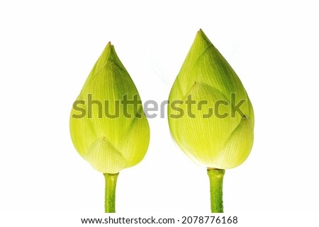 green lotus on a white background Nelumbo