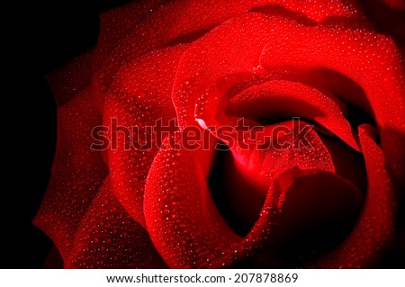 rose black background macro photo with drops of dew \ rose black background