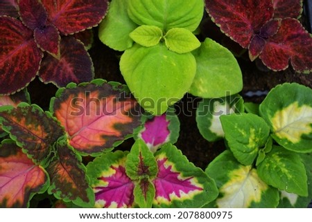 Colorful coleus leaves as a background.