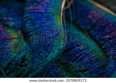 India, 24 February, 2021 : Peacock feather, Peafowl feather, Bird feather, Close up of peacock feather, Background. Royalty-Free Stock Photo #2078809273