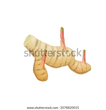Isolated raw galangal aromatic rhizome. Asian cuisine ingredient, exotic spicy seasoning or herb with tart taste. Cartoon vector whole galangal rhizome or root with sprouts Royalty-Free Stock Photo #2078820031