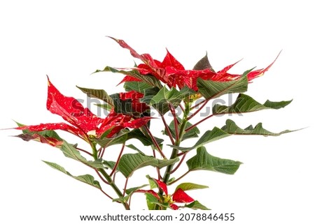 beautiful poinsettia. red christmas flower on white background Royalty-Free Stock Photo #2078846455