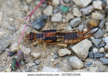 Closeup on the Shore earwig, one of the largest earwigs , Labidura riparia from the Gard, France