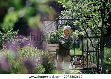 Senior gardener woman carrying crate with plants in greenhouse at garden. Royalty-Free Stock Photo #2078863612