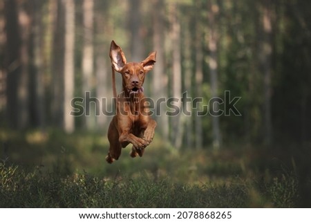 A beautiful dog vizsla runs through the forest Royalty-Free Stock Photo #2078868265