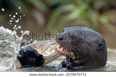 Giant Otter eating fish in the water. Giant River Otter, Pteronura brasiliensis. Natural habitat. Brazil