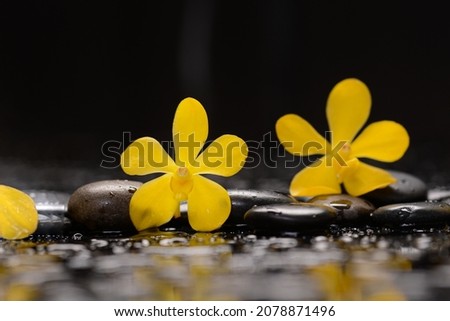 Still life of with macro of yellow orchid , and zen black stones on wet background,reflection 