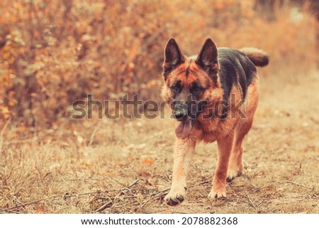 Beautiful young german shepherd dog coming action, outdoors