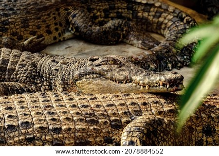 Photo of Crocodile on the farm
