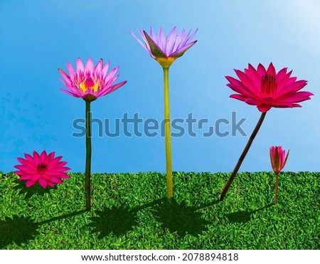 Imagination of the five colorful lotus flowers grown on a green grass under the sun