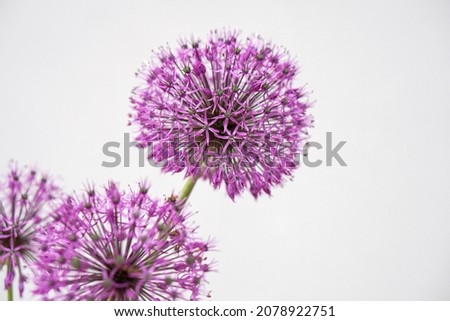 Beautiful bouquet of christoph onion inflorescences on a gray background with place for text. Card.