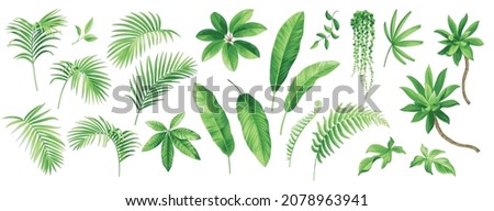 Collection of exotic tropical leaves: Rhopalostylis, Rhapis, Areca, Schefflera, fern. Hawaiian plants set.  Vector elements isolated on a white background. Realistic botanical illustration.  Royalty-Free Stock Photo #2078963941