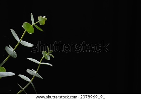 Eucalyptus round leaves on black background, with copy space 

