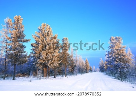 Morning in the cedar-larch forest. The road leads through the tundra to the horizon.
Circumpolar landscape, a beautiful winter picture on the theme of northern nature and Christmas for a postcard.