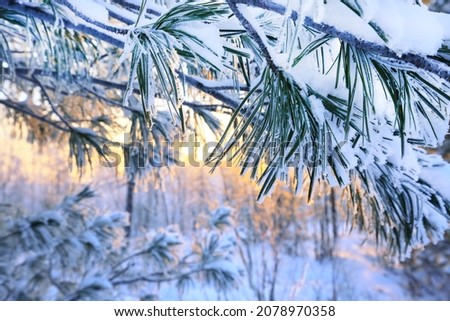 Dawn in the tundra. A cedar branch covered with snow against the backdrop of the morning sun. Close up. Beautiful winter picture on the theme of New year and Christmas. Background, wallpaper.