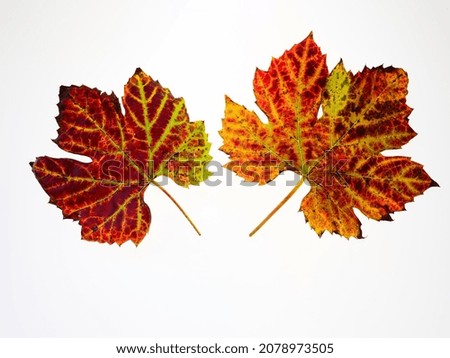 studio picture of colourful vine leafs against a white background
