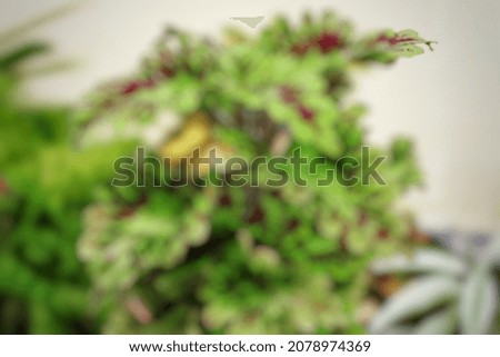 Defocused abstract background of flower