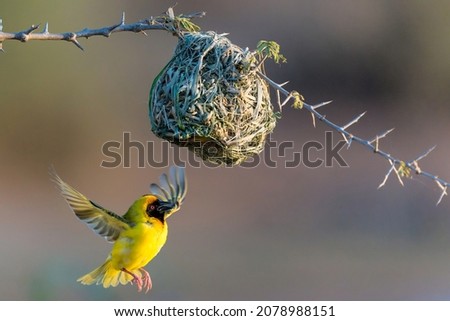 Southern masked weaver (Ploceus velatus), or African masked weaver,  trying to lure a female to his nest at Sunset Dam in Kruger National Park in South Africa Royalty-Free Stock Photo #2078988151