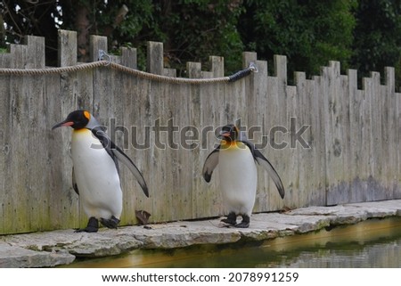 king penguins in captivity in a zoo looking cute