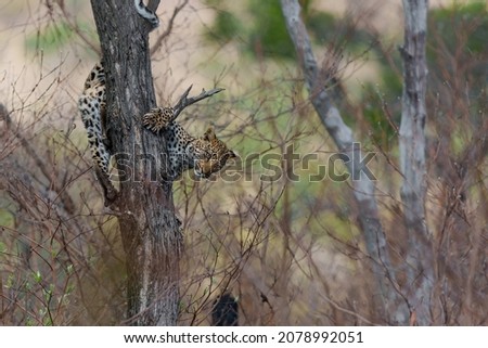 Leopard cub in the tree hiding for a hyena in a Game Reserve in the greater Kruger region in South Africa                        