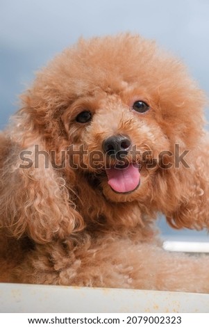 a photo session of brown color female poodle on pet photography with conceptual