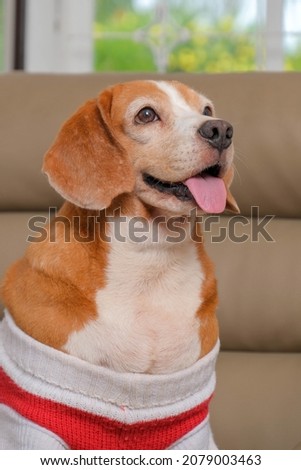 a photo session of female beagle pet photography with dress or shirt conceptual photo