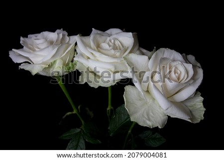 Three white Roses pictured against a background