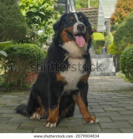 a photo session of saint bernard male black brown big dog on the garden outdoor photography conceptual 