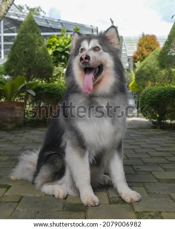 a photo session of pet photography female white and grey alaskan malamute on the garden sun bright conceptual