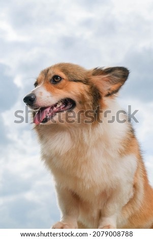 a photo session portrait pet photography of male female small dog brown and white welsh corgi outdoor with conceptual