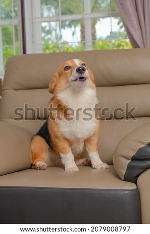 a photo session portrait pet photography of male female small dog brown and white welsh corgi outdoor with conceptual