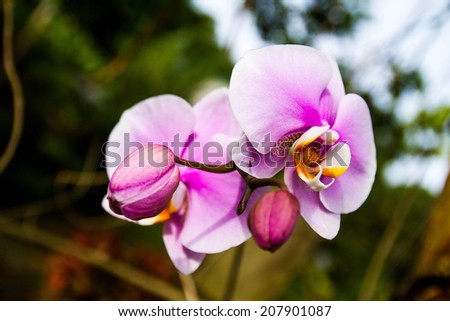 Orchid Royalty-Free Stock Photo #207901087