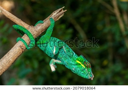 Chameleon panther in Reunion Island