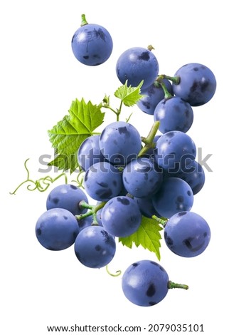 Bunch of flying blue grapes isolated on white background. Falling berries. Package design element with clipping path Royalty-Free Stock Photo #2079035101