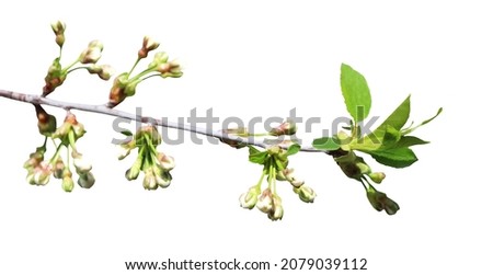 Beautiful sakura, cherry blossom flowers isolated on white background. Natural floral background. Floral design element