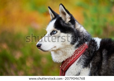 Siberian Husky portrait close up, Siberian Husky head side view with white and black coat color and blue eyes, sled dog breed. Husky dog in red collar outdoor, blurred green forest background