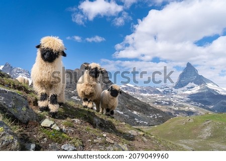 Valais Blacknose sheep in front of matterhorn, zermatt, switzerland Royalty-Free Stock Photo #2079049960