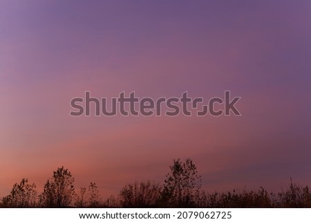 Silhouettes of empty autumn trees and bushes in the sunset sky. The dramatic sky. Purple and pink sky.