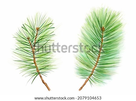 Watercolor set with green pine branches. Realistic green needles on fir. Christmas illustration with New Year tree for greeting cards, banners, invitations, calendars.