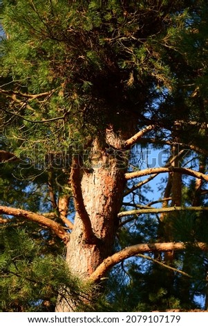 Large green pine tree against the blue sky.  Walk in the pine forest.  The aroma of pine needles, useful for health.